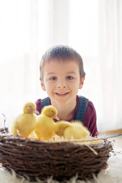 Cute little boy with ducklings springtime, playing together — Stock Photo, Image