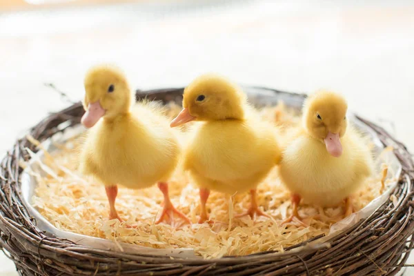 三只小鸭子在一个巢，孤立的图像 — 图库照片