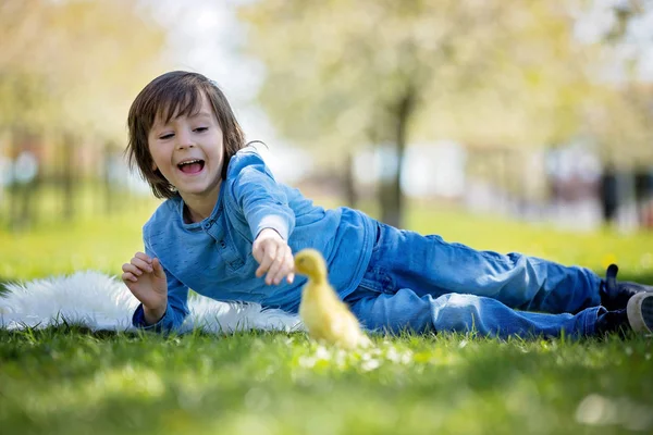 Schattige kleine jongen met eendjes lente, samenspelen — Stockfoto