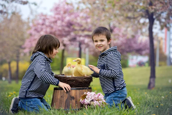 Zwei süße Kinder, Jungen, die im Park mit Entchen spielen — Stockfoto