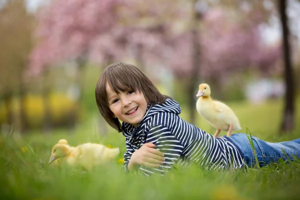 Bonito doce criança, menino, brincando no parque com patinhos — Fotografia de Stock