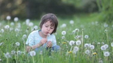 Eğleniyor, karahindiba üfleme çocuk. Çocukluk mutluluk kavramı, karahindiba ile oynayan çocuk