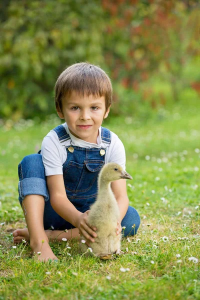 Adorables niños preescolares, hermanos varones, jugando con poco d —  Fotos de Stock