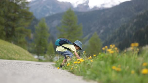 Niedliches Kind, Junge, auf einem kleinen Pfad in den Schweizer Alpen wandern, Wanderberg mit Rucksack, Kräuter und Blumen sammeln — Stockvideo