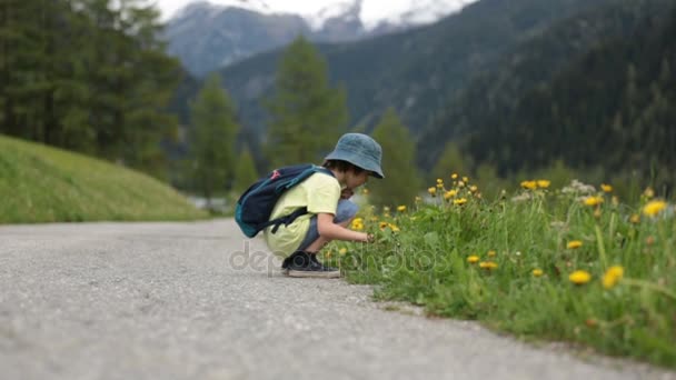 Cute child, boy, walking on a little path in Swiss Alps, hiking mountain with backpacks, gathering herbs and flowers — Stock Video