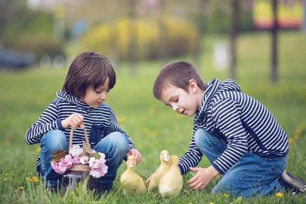 Двое милых детей, мальчики, играют в парке с утятами — стоковое фото