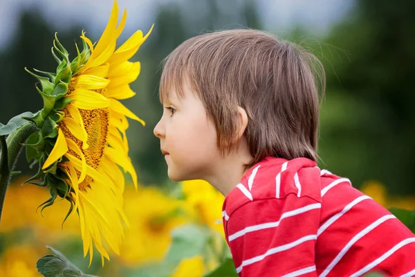 Carino bambino piccolo, tenendo grande fiore di girasole in un campo — Foto Stock