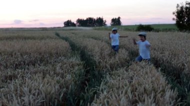 İki çocuk, yürüyüş ve sunset bulvarında bir buğday alanında çalışan çocuklar,