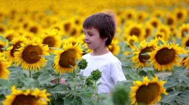 Ayçiçeği yaz ayçiçeği alanında Günbatımı ile şirin çocuk.