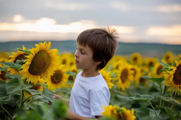 Ayçiçeği yaz ayçiçeği alanında Günbatımı ile şirin çocuk. — Stok fotoğraf