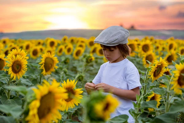 Χαριτωμένο παιδί με ηλιέλαιο καλοκαίρι ηλιέλαιο πεδίο στην Δύση ηλίου. — Φωτογραφία Αρχείου