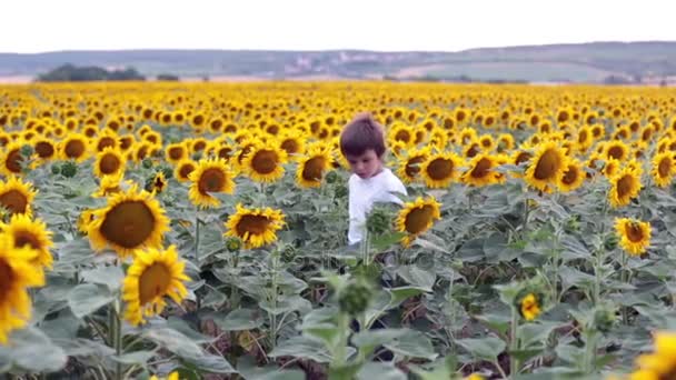 Ayçiçeği yaz ayçiçeği alanında Günbatımı ile şirin çocuk. Çocuklar mutluluk kavramı — Stok video