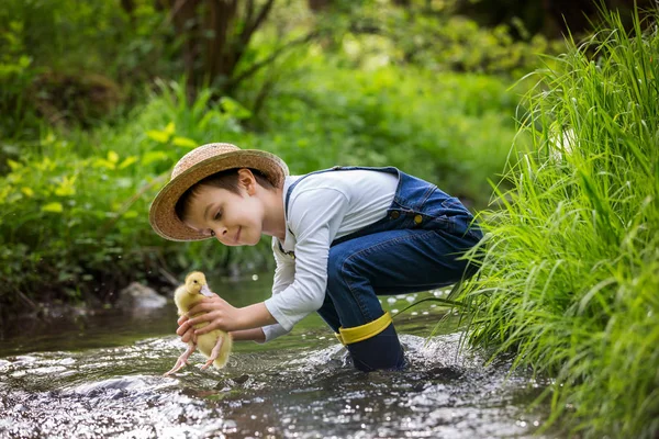 Enfant doux, jouant sur une petite rivière avec des canetons — Photo