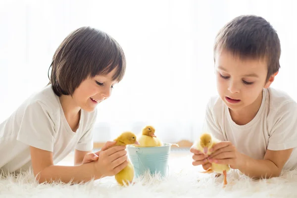 Söta lilla barn, pojke bröder, leker med ankungar perma — Stockfoto