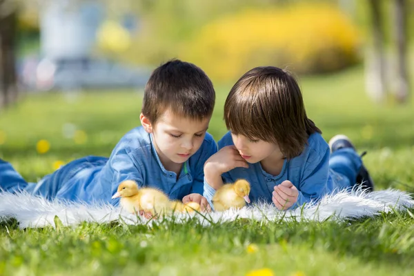 Niedliche kleine Kinder, Junge Brüder, spielen mit Entchen Sprin — Stockfoto
