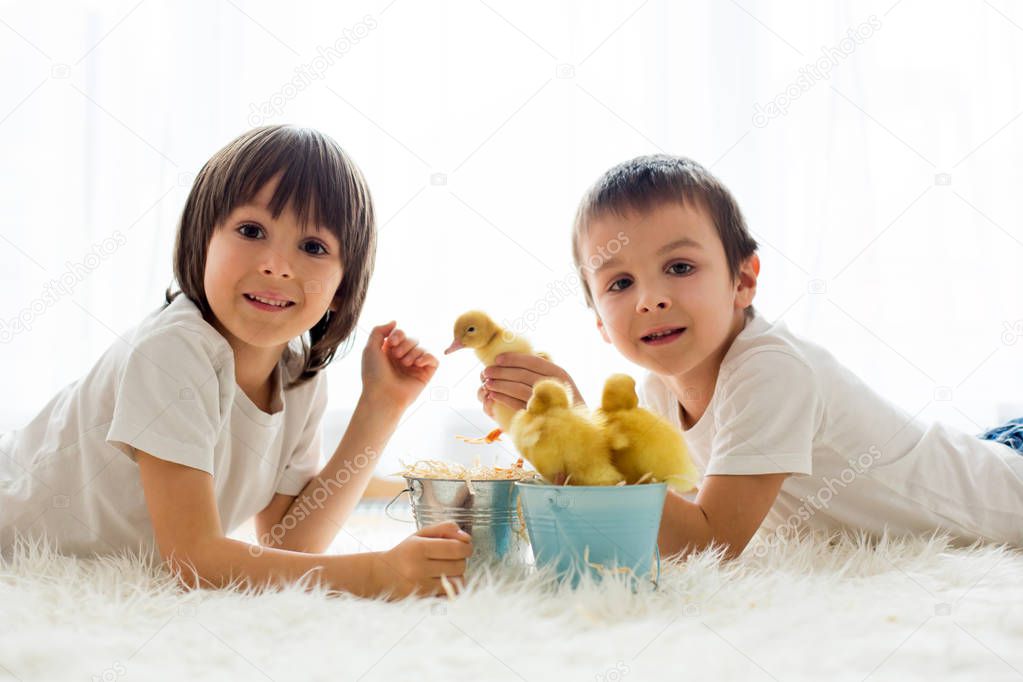 Cute little children, boy brothers, playing with ducklings sprin