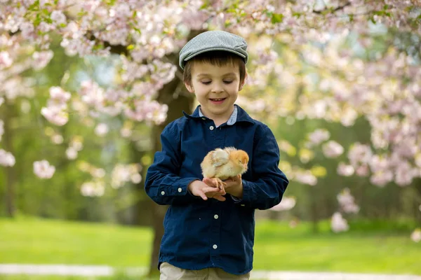 Niedliche entzückende Vorschulkind, Junge, spielen mit kleinen Küken — Stockfoto