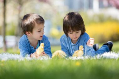 Sevimli küçük çocuklar ducklings sprin ile oynarken, erkek kardeşler,
