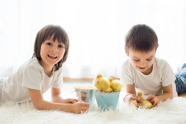 Carini i bambini piccoli, ragazzi fratelli, giocando con gli anatroccoli sprin — Foto Stock