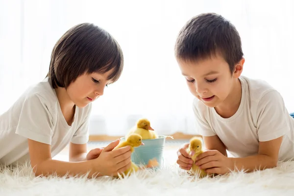 Lindos niños pequeños, hermanos, jugando con patitos sprin —  Fotos de Stock