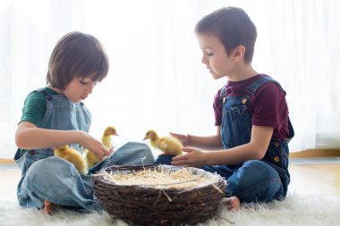 Sevimli küçük çocuklar ducklings sprin ile oynarken, erkek kardeşler,