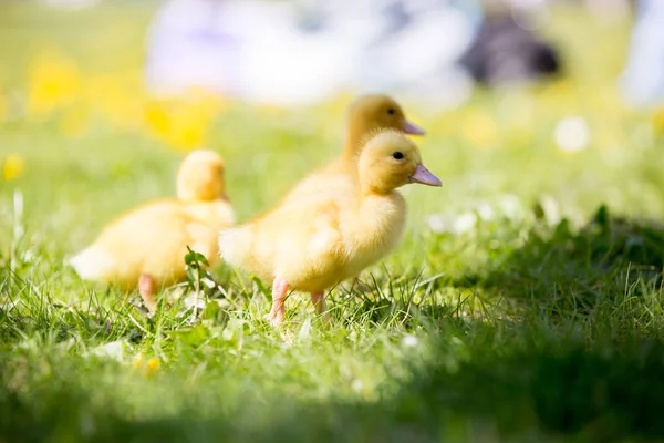 、巣に 3 つ小さなアヒルの子は公園で屋外画像します。 — ストック写真