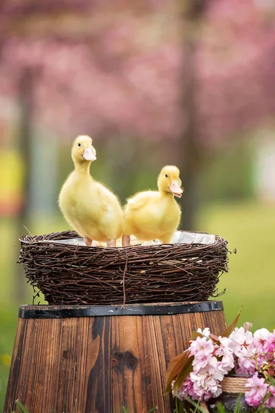 Üç küçük ördek yavrusu bir yuvaya bir bahar Parkı — Stok fotoğraf