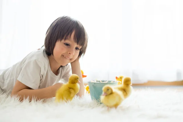 Cute little boy with duckling springtime, playing together — Stock Photo, Image