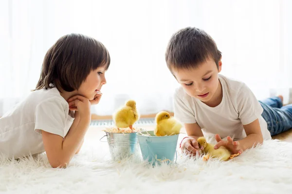 Cute little children, boy brothers, playing with ducklings sprin — Stock Photo, Image