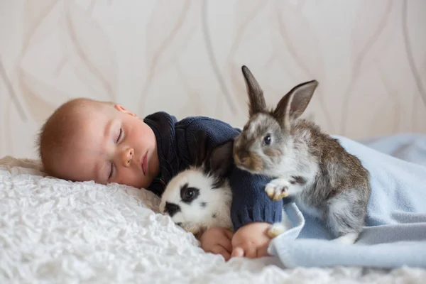 Menino bonito, dormindo com coelhos de estimação — Fotografia de Stock