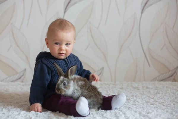 自宅にペットのウサギと遊ぶかわいい小さな男の子 — ストック写真