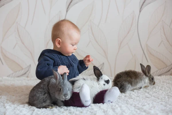 自宅にペットのウサギと遊ぶかわいい小さな男の子 — ストック写真