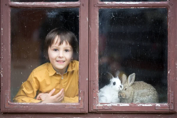 Симпатичний маленький хлопчик, грається з кроликами, сидить на віні — стокове фото