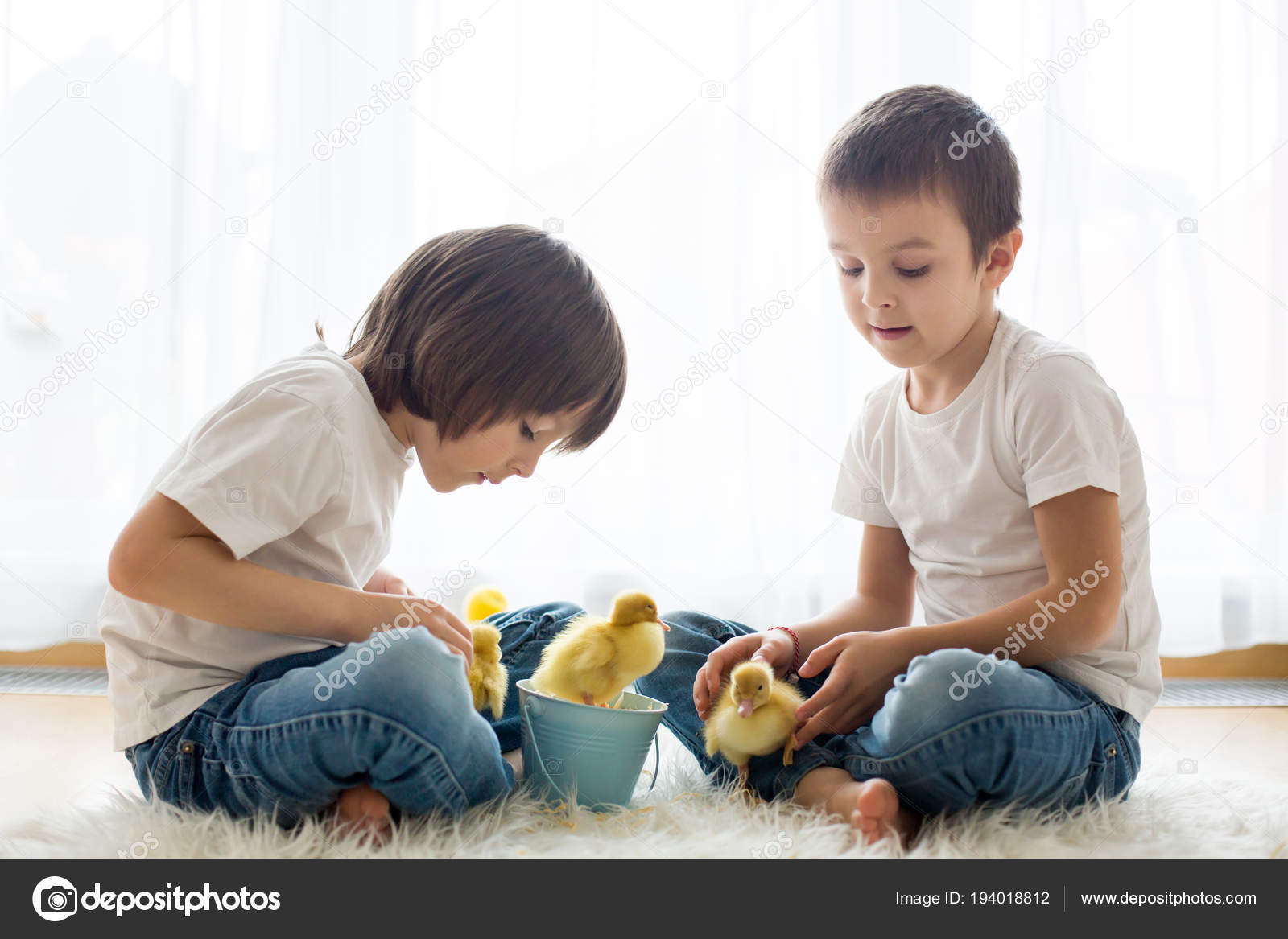 Cute little children, boy brothers, playing with ducklings sprin ...