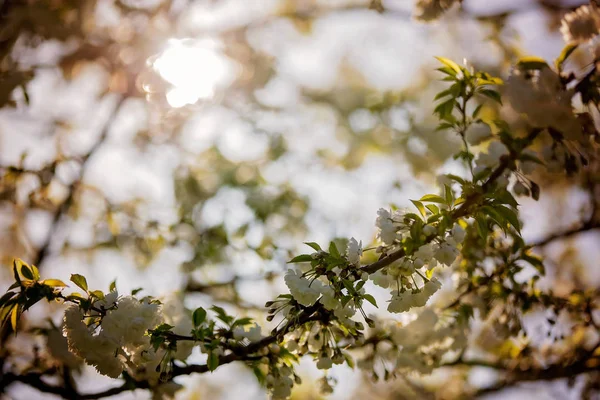 Třešňový květ zahrada, větev s lístky — Stock fotografie