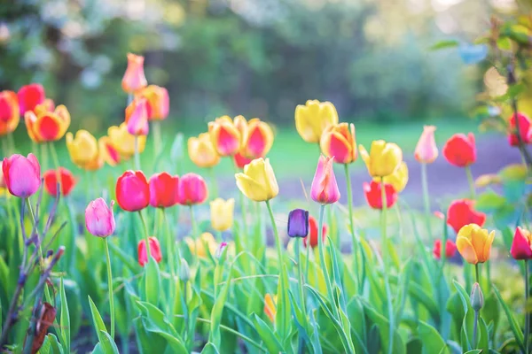 Colorful flower tulip lit by sunlight. Soft selective focus, clo — Stock Photo, Image