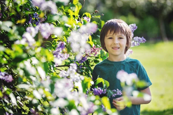 Roztomilý preshcool boy líbí bush fialovými květy v kvetoucí gard — Stock fotografie