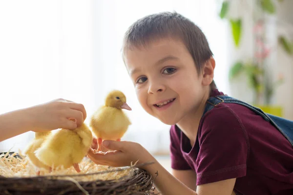 Menino bonito com patinhos primavera, brincando juntos — Fotografia de Stock