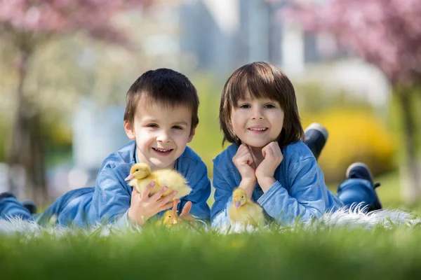 Милі маленькі діти, хлопчики-брати, граються з каченятами — стокове фото