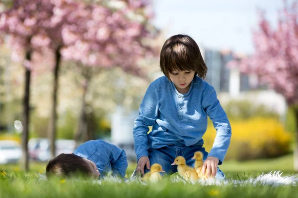 Niedliche kleine Kinder, Junge Brüder, spielen mit Entchen Sprin — Stockfoto