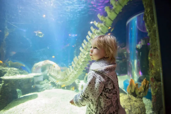 Niño, disfrutando de la vida marina en el acuario — Foto de Stock