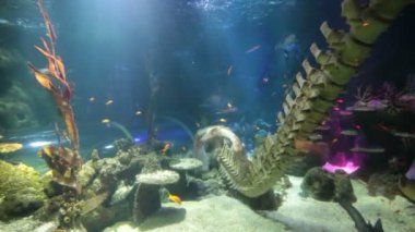 Çocuk, akvaryumda deniz yaşamının tadını çıkarıyor, balıkları seyrediyor.