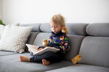 Küçük çocuk, sarışın çocuk, etrafında tatlı piliçlerle kitap okuyor.