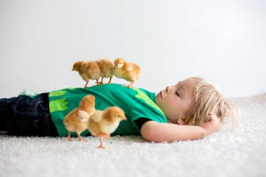 Sevimli küçük sarışın çocuk, küçük çocuk, evde küçük piliçlerle oynuyor, bebek piliçler çocuğun ellerinde.