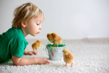 Sevimli küçük sarışın çocuk, küçük çocuk, evde küçük piliçlerle oynuyor, bebek piliçler çocuğun ellerinde.