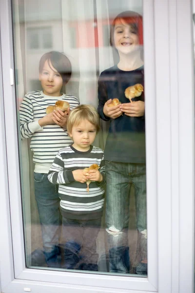 Família Filhotes Segurando Filhotes Atrás Janela Casa Quarentena Devido Coronavírus — Fotografia de Stock