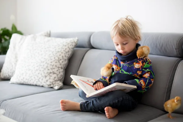 Bambino Bambino Piccolo Ragazzo Biondo Leggere Libro Con Pulcini Dolci — Foto Stock