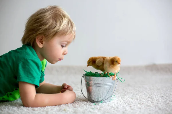 Lindo Niño Rubio Dulce Niño Pequeño Jugando Con Pequeños Polluelos —  Fotos de Stock