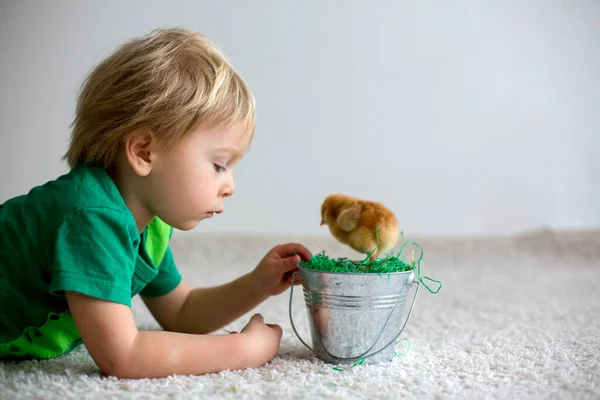 Lindo Niño Rubio Dulce Niño Pequeño Jugando Con Pequeños Polluelos —  Fotos de Stock