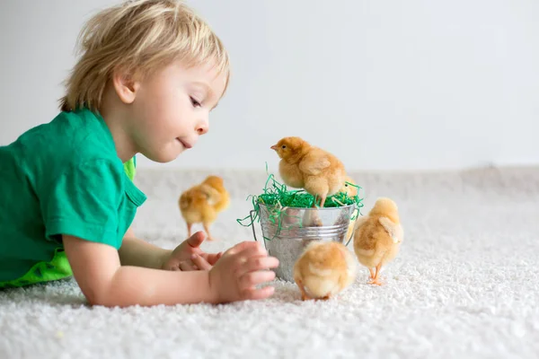 Cute Sweet Little Blond Child Toddler Boy Playing Little Chicks — Stock Photo, Image